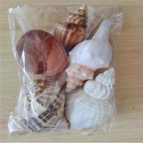 2PCS Conch Shell Large Natural Seashells For Fish Tank Wedding Decor Beach Theme Party Home Decorations - view 3