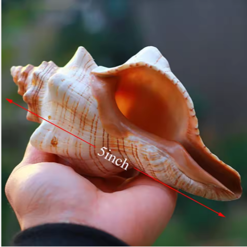 2PCS Conch Shell Large Natural Seashells For Fish Tank Wedding Decor Beach Theme Party Home Decorations