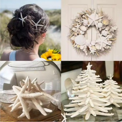 20 PCS 2-4 Inch 4-6 Inch Bulk Natural Real Starfish For DIY Crafts Wedding Beach Christmas Tree Ornaments - view 4