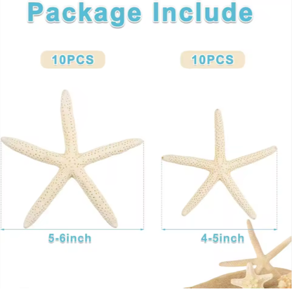 20 PCS 2-4 Inch 4-6 Inch Bulk Natural Real Starfish For DIY Crafts Wedding Beach Christmas Tree Ornaments - view 5