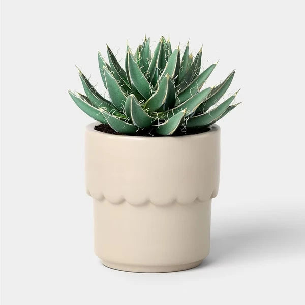 Ceramic Modern Outdoor Planter – Cream, 4" x3.875" For Plants & Succulents