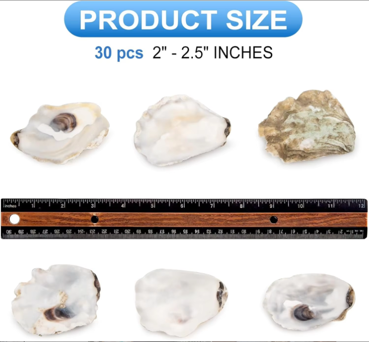 30pcs Oyster Shells With Pearl Bulk Natural Oyster Shells For Crafts DIY Arts Xmas Ornaments - view 7