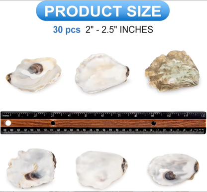 30pcs Oyster Shells With Pearl Bulk Natural Oyster Shells For Crafts DIY Arts Xmas Ornaments - view 7