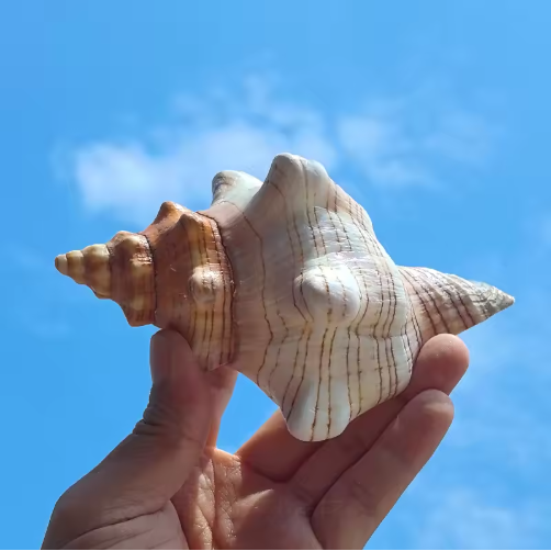 2PCS Conch Shell Large Natural Seashells For Fish Tank Wedding Decor Beach Theme Party Home Decorations - view 6