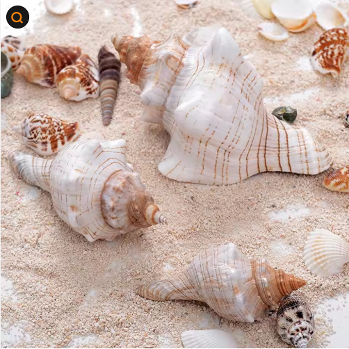 2PCS Conch Shell Large Natural Seashells For Fish Tank Wedding Decor Beach Theme Party Home Decorations - view 5