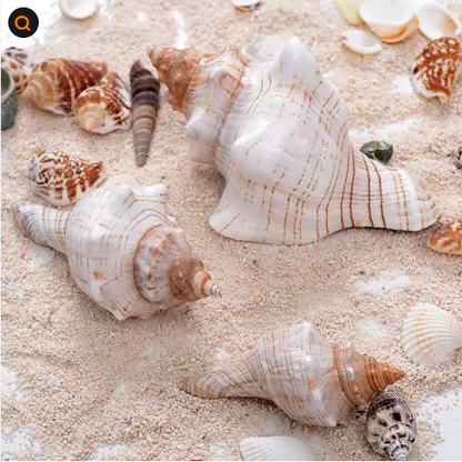 2PCS Conch Shell Large Natural Seashells For Fish Tank Wedding Decor Beach Theme Party Home Decorations - view 5