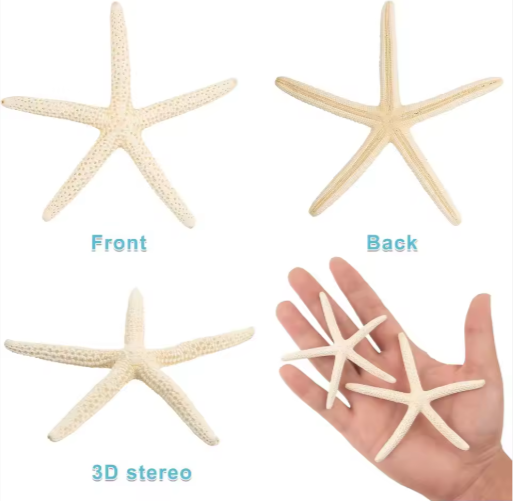 20 PCS 2-4 Inch 4-6 Inch Bulk Natural Real Starfish For DIY Crafts Wedding Beach Christmas Tree Ornaments - view 2