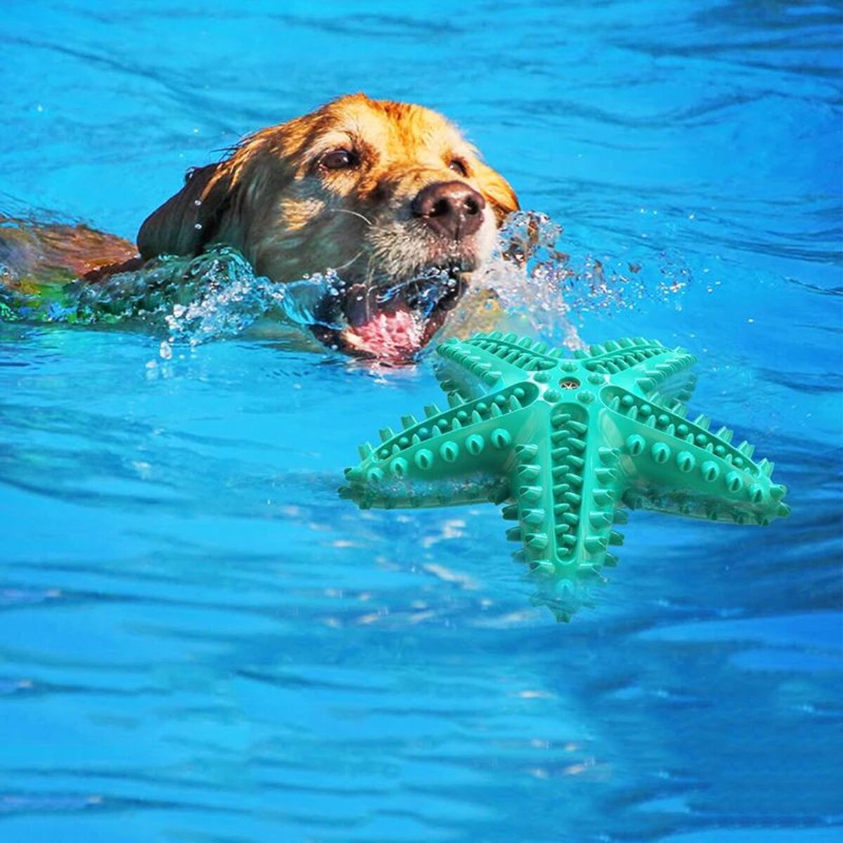 Dog Toys For Large Dogs Tooth Cleaning Chew Funny Interactive Training Starfish Toy Accessories Squeaky Toys TPR Toys - view 3