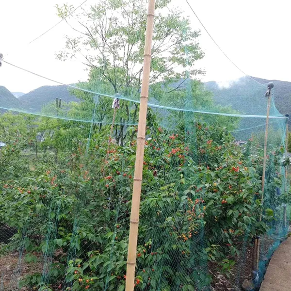 13 X 33ft Garden Netting Heavy Duty PE Anti Bird Netting Plants Fruits Tree Vegetables Protection Netting Net - view 7