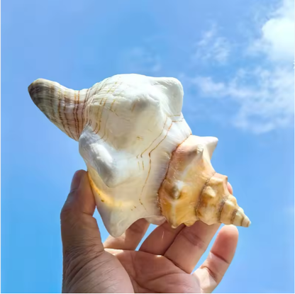2PCS Conch Shell Large Natural Seashells For Fish Tank Wedding Decor Beach Theme Party Home Decorations - view 4