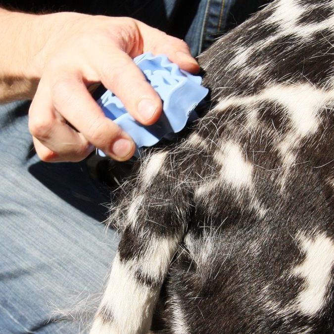 Dog Brush For Grooming And Shampooing - Blue Brush For Dogs - view 6