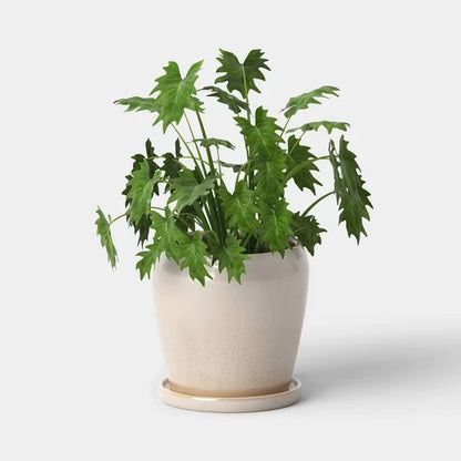Ceramic Planter With Reactive Glaze 8" - view 5