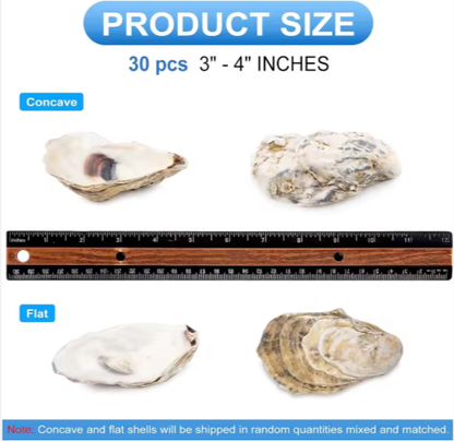 30pcs Oyster Shells With Pearl Bulk Natural Oyster Shells For Crafts DIY Arts Xmas Ornaments - view 6