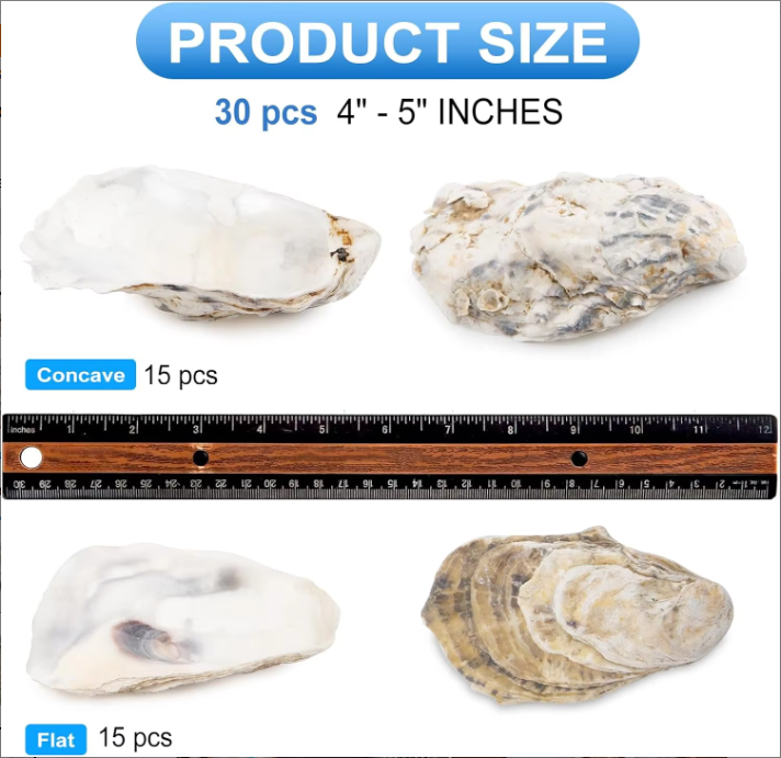 30pcs Oyster Shells With Pearl Bulk Natural Oyster Shells For Crafts DIY Arts Xmas Ornaments - view 3