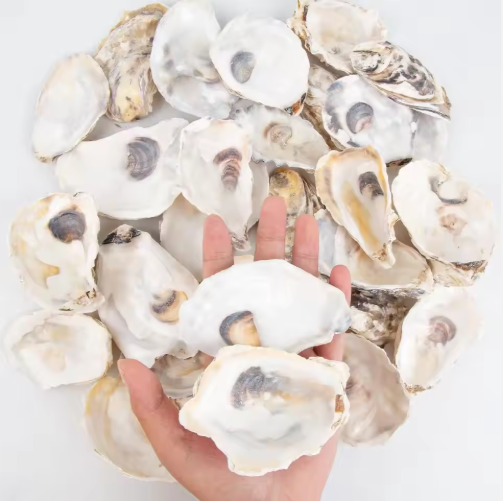 30pcs Oyster Shells With Pearl Bulk Natural Oyster Shells For Crafts DIY Arts Xmas Ornaments - view 2