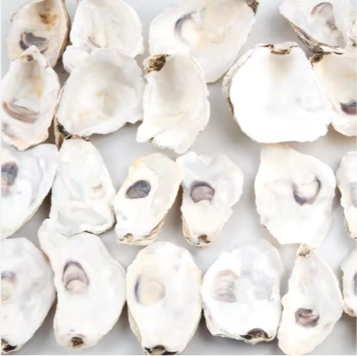 30pcs Oyster Shells With Pearl Bulk Natural Oyster Shells For Crafts DIY Arts Xmas Ornaments - view 5