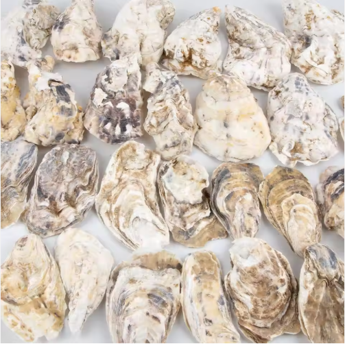 30pcs Oyster Shells With Pearl Bulk Natural Oyster Shells For Crafts DIY Arts Xmas Ornaments - view 4