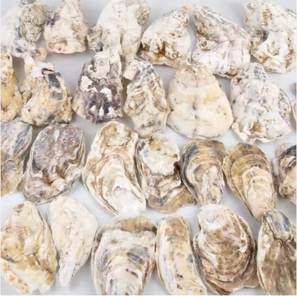 30pcs Oyster Shells With Pearl Bulk Natural Oyster Shells For Crafts DIY Arts Xmas Ornaments - view 4